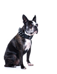 Chien boston terrier et collier à clous de côté