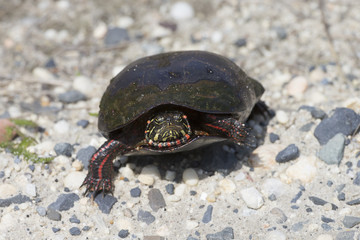 Painted Turtle