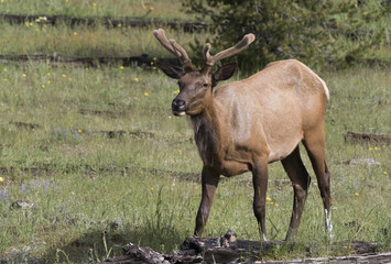 Fototapeta na wymiar Young male elk in velvet 