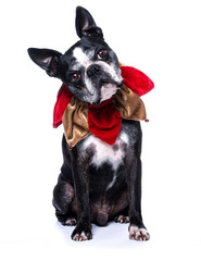 Chien boston terrier et collier grelots 