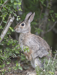 Eastern Cottontail feeding