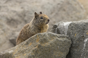 california ground squirrel in rocks on shore os Morro bay California