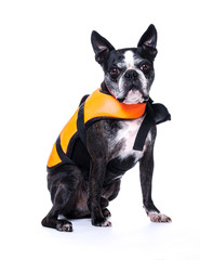 Chien boston terrier et gilet de sauvetage