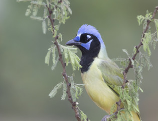 Green Jay  on Desert Ranch in Texas