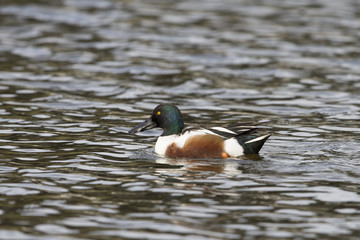 Male Northern Shoveler swimming on lake