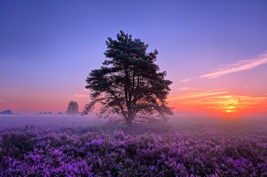 Scenic image of sunrise over blooming pink moorland
