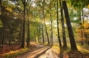 Sunrays of light in autumn forest with path and trees with colourful leaves. 