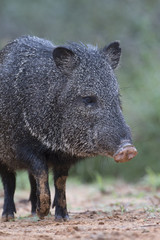 Adult Javelina at Rio Grand Valley Ranch