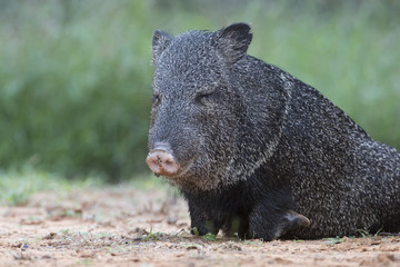 Adult Javelina at Rio Grand Valley Ranch