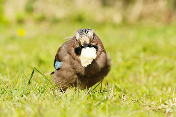 Jay sitting on meadow with bread in the beak