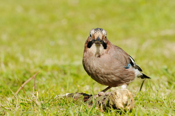 Jay sitting on meaow and looking