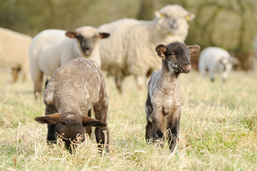 Fototapeta premium lamb standing on pasture
