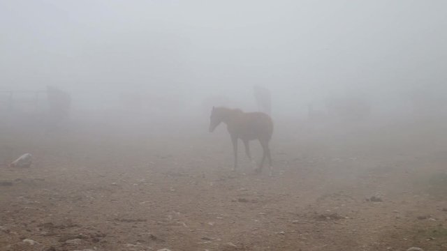white horse in the fog