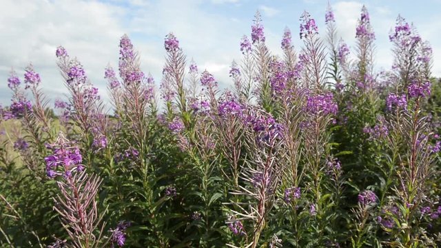 Scottish Heather flowers, wide shot.
