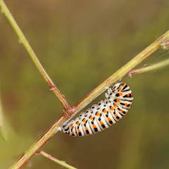 Catterpillar of Papilio machaon nearing its final days as a caterpillar. Square composition