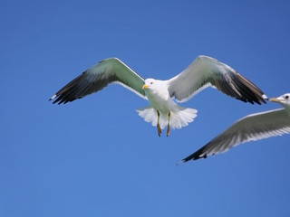 Seagull flying in the air