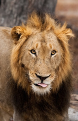 Obraz na płótnie Canvas Dark Mane Male Lion, Sabi Sand Game Reserve, South Africa