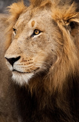 Dark Mane Male Lion, Sabi Sand Game Reserve, South Africa
