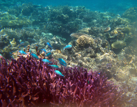 Purple coral on an island reef