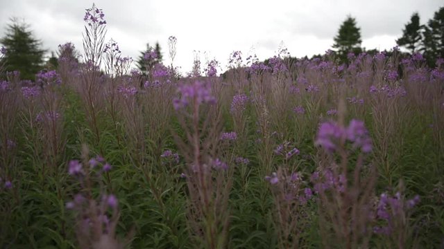 Tall grass flowers, bees fly around Scottish Heather flowers.