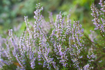 Purple heather flowering