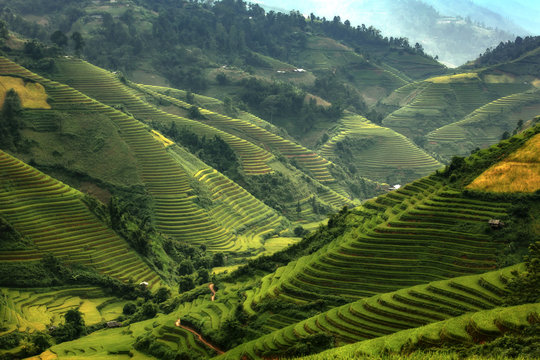 Beautiful rice terraces in Asia.