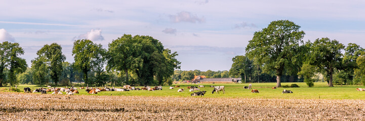 Typical Dutch landscape with a farm and cows in a meadow