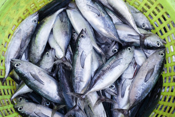 fresh fish in basket