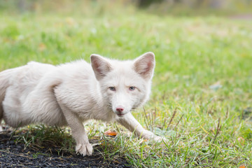 Fototapeta na wymiar white Fox lurking in the grass