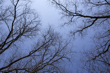 pattern of dry tree branches against blue sky