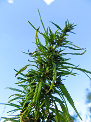 Bushes of the cannabis plant on autumn