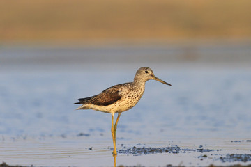 Tringa nebularia standing in water