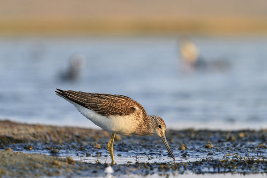 sandpiper on the estuary seeking food