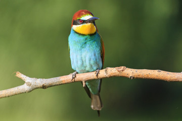 Merops apiaster sitting on a dry branch   green background
