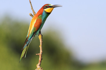 European colored bird sitting on a branch