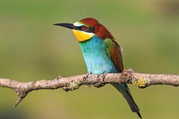 Beautiful bird with colorful plumage