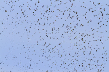 large flock of birds with open wings