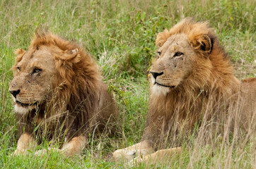 Obraz na płótnie Canvas A pair of male lions, Sabi Sand Game Reserve, South Africa