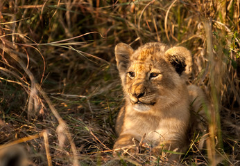 Lion Cub, Sabi Sand Game Reserve, South Africa