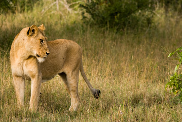Lion Landscape, Sabi Sand Game Reserve, South Africa