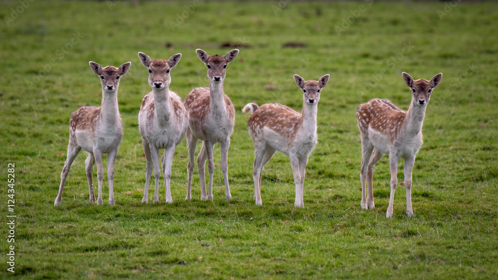 Aufkleber a group of five 5 young inquisitive fallow deer doe staring forward towards the camera