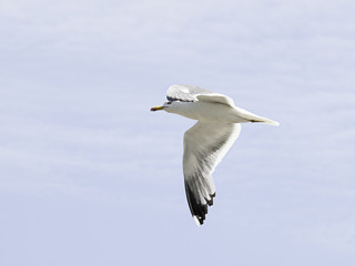 Seagull flying sky