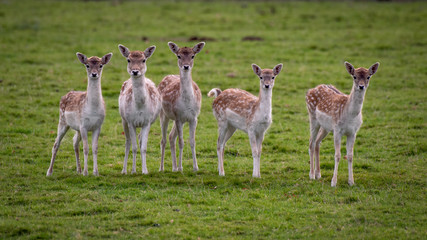 Naklejka na ściany i meble A group of five 5 young inquisitive fallow deer doe staring forward towards the camera