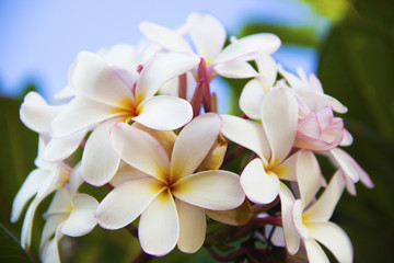 Fototapeta premium Plumeria Background