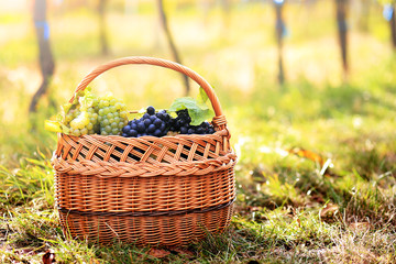 Fototapeta na wymiar Grapes harvest