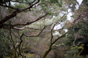 tree branch background