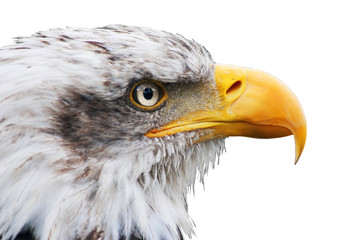 american bald eagle close up , haliaeetus leucocephalus , isolated in white background