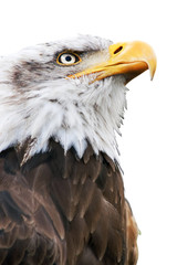 american bald eagle close up , haliaeetus leucocephalus , isolated in white background