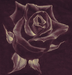Rose - pastel drawing. Use printed materials, signs, items, websites, maps, posters, postcards, packaging. Drawing in pastels, conveys softness of the material and the rose flower.