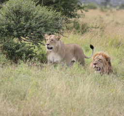 African lion's looking at antilope in the distance